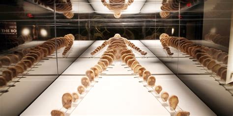 Bodies exhibit atlanta - Wissenschaftsmuseum in Atlanta, GA